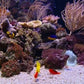 Tropical Reef Aquarium