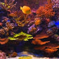 Coral Reef Aquarium