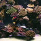 Tropical Reef Aquarium XXL Box