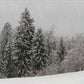 Snow and Winter Wonderland Dvd