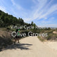 Virtual Cycle Rides - Olives Groves