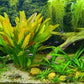 South American Aquariums Dvd