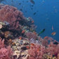 The Living Ocean: An Underwater Journey