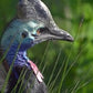 Birds Symphony Dvd