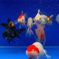 Goldfish Dvd