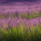 Flowers of Provence Dvd