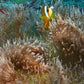 Clown Fish Dvd
