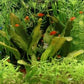 Freshwater and Tropical Aquarium Dvd