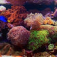 Aquarium TV Jukebox 1