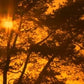 Four Seasons - Fall