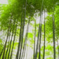 Japanese Gardens Dvd