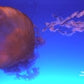 Jelly Fish Dvd