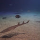 Sea, Lakes & River Aquariums