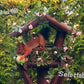 Bird Feeder