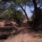 Nature Walks - Tropical Bird Safari