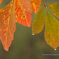 Seasons Winter & Fall