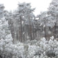 Snowfall