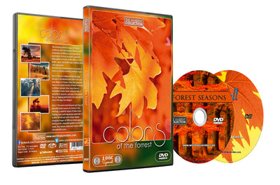 Colors of The Forest
